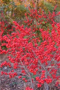 Winter Red Female Winterberry Holly - 1 Gallon Pot -Cheap Plants Store Holly Winter Red 1