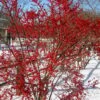 Winter Red Female Winterberry Holly - 1 Gallon Pot -Cheap Plants Store Holly Winter Red 2