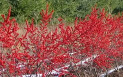Winter Red Female Winterberry Holly - 1 Gallon Pot -Cheap Plants Store Holly Winter Red 4