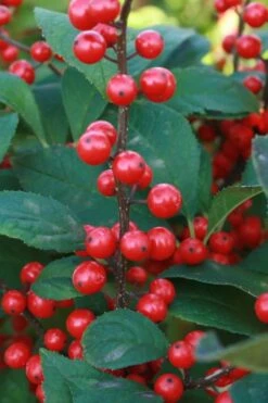 Winter Red Female Winterberry Holly - 1 Gallon Pot -Cheap Plants Store Holly Winter Red 5
