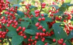 Winter Red Female Winterberry Holly - 1 Gallon Pot -Cheap Plants Store Holly Winter Red 7