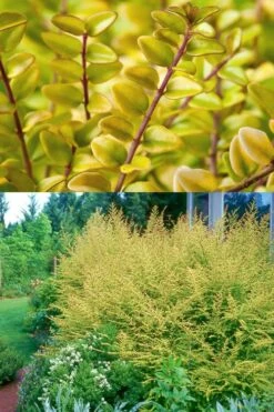 Baggesens Gold Box Leaf Honeysuckle - Quart Pot -Cheap Plants Store Honeysuckle Baggesens Gold 2 500x750 1