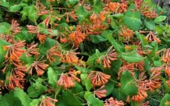 Dropmore Scarlet Honeysuckle Vine - Lonicera X Brownii - 3 Gallon Pot -Cheap Plants Store Honeysuckle Dropmore Scarlet 1