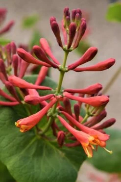 Dropmore Scarlet Honeysuckle Vine - Lonicera X Brownii - 3 Gallon Pot -Cheap Plants Store Honeysuckle Dropmore Scarlet 3