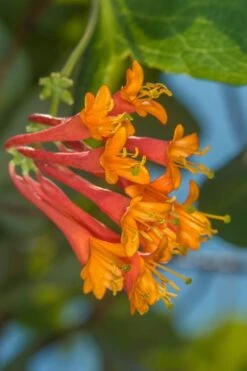 Dropmore Scarlet Honeysuckle Vine - Lonicera X Brownii - 3 Gallon Pot -Cheap Plants Store Honeysuckle Dropmore Scarlet 5