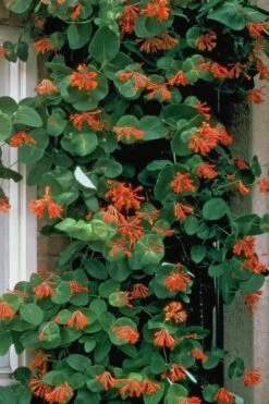 Dropmore Scarlet Honeysuckle Vine - Lonicera X Brownii - 3 Gallon Pot -Cheap Plants Store Honeysuckle Dropmore Scarlet 6