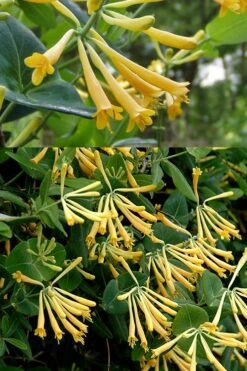 John Clayton Yellow Honeysuckle Vine - 1 Gallon Pot -Cheap Plants Store Honeysuckle John Clayton 2
