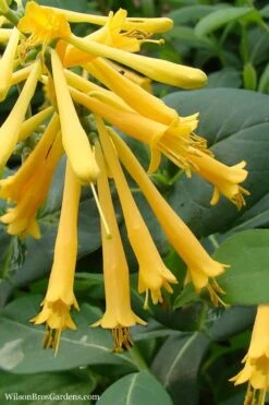 John Clayton Yellow Honeysuckle Vine - 1 Gallon Pot