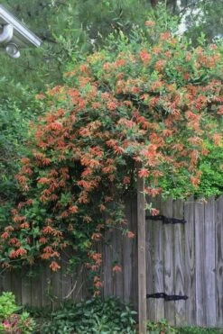 Magnifica Fragrant Orange Honeysuckle Vine - 1 Gallon Pot -Cheap Plants Store Honeysuckle Magnifica Orange 2