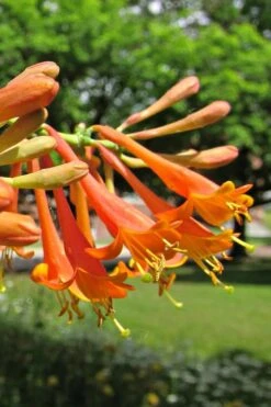 Magnifica Fragrant Orange Honeysuckle Vine - 1 Gallon Pot -Cheap Plants Store Honeysuckle Magnifica Orange 6