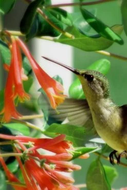 Magnifica Fragrant Orange Honeysuckle Vine - 1 Gallon Pot -Cheap Plants Store Honeysuckle Magnifica Orange 7