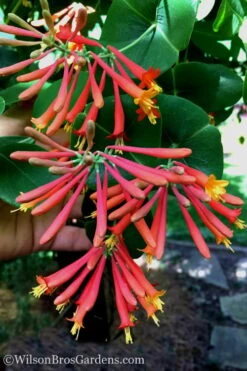 Major Wheeler Red Trumpet Honeysuckle - 3 Gallon Pot 18 Major Wheeler Red Trumpet Honeysuckle - 3 Gallon Pot -Cheap Plants Store Honeysuckle Major Wheeler 23 2