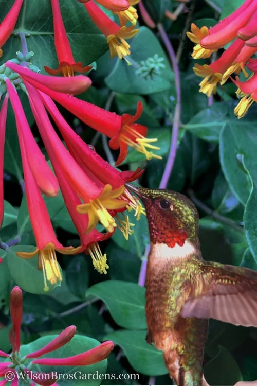 Major Wheeler Red Trumpet Honeysuckle - 3 Gallon Pot 3 Major Wheeler Red Trumpet Honeysuckle - 3 Gallon Pot