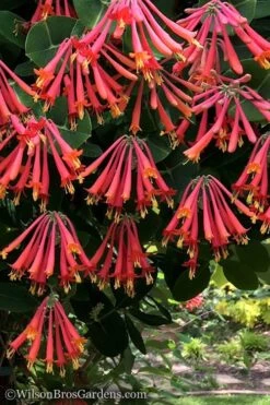 Major Wheeler Red Trumpet Honeysuckle - 3 Gallon Pot 14 Major Wheeler Red Trumpet Honeysuckle - 3 Gallon Pot -Cheap Plants Store Honeysuckle Major Wheeler 31 2