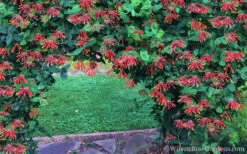 Major Wheeler Red Trumpet Honeysuckle - 1 Gallon Pot (On Trellis) -Cheap Plants Store Honeysuckle Major Wheeler 35