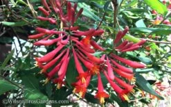 Major Wheeler Red Trumpet Honeysuckle - 1 Gallon Pot -Cheap Plants Store Honeysuckle Major Wheeler 37 3