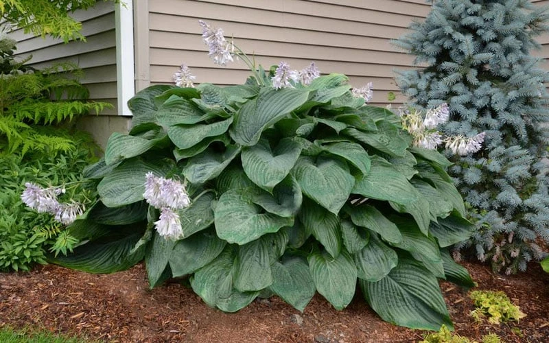 Empress Wu Giant Hosta Lily - 6 Pack Of 1 Gallon Pots 8 Empress Wu Giant Hosta Lily - 6 Pack Of 1 Gallon Pots - Image 6
