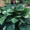 Empress Wu Giant Hosta Lily - 6 Pack Of 1 Gallon Pots -Cheap Plants Store Hosta Empress Wu 21