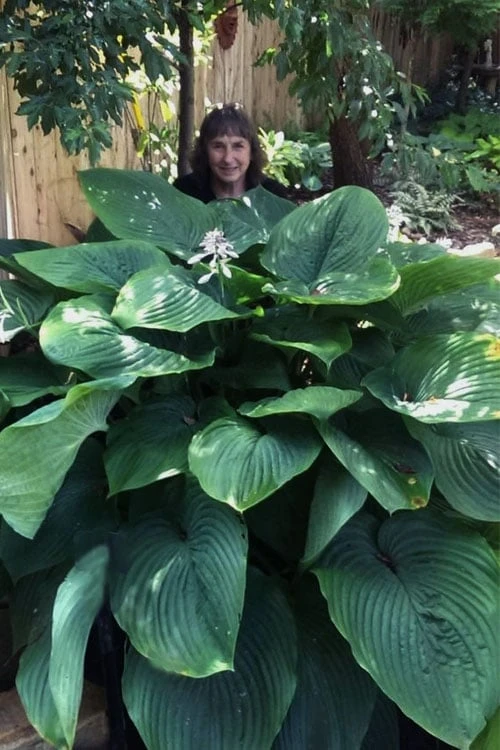 Empress Wu Giant Hosta Lily - 6 Pack Of 1 Gallon Pots 3 Empress Wu Giant Hosta Lily - 6 Pack Of 1 Gallon Pots