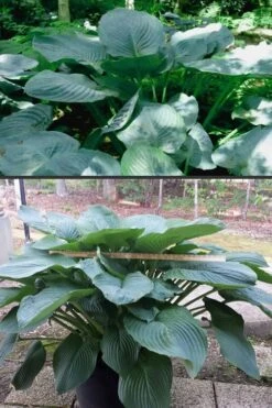 Empress Wu Giant Hosta Lily - 6 Pack Of 1 Gallon Pots 15 Empress Wu Giant Hosta Lily - 6 Pack Of 1 Gallon Pots -Cheap Plants Store Hosta Empress Wu 500x750 1