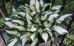 Fire & Ice Hosta Lily - 6 Pack Of 1 Gallon Pots -Cheap Plants Store Hosta Fire And Ice