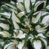 Fire & Ice Hosta Lily - 6 Pack Of 1 Gallon Pots -Cheap Plants Store Hosta Fire And Ice 500x750 1