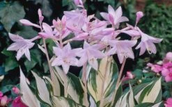 Fire & Ice Hosta Lily - 6 Pack Of 1 Gallon Pots -Cheap Plants Store Hosta Fire And Ice Flowers