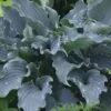 Waterslide Hosta Lily - 1 Gallon Pot -Cheap Plants Store Hosta Lily Waterslide 10
