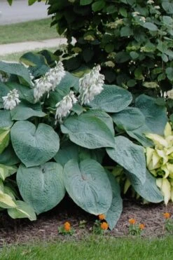 Sieboldiana Elegans Hosta Lily - 6 Pack Of 1 Gallon Pots -Cheap Plants Store Hosta Sieboldiana Elegans 3