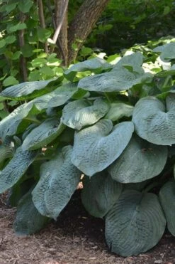 Sieboldiana Elegans Hosta Lily - 6 Pack Of 1 Gallon Pots -Cheap Plants Store Hosta Sieboldiana Elegans 6