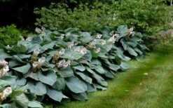 Sieboldiana Elegans Hosta Lily - 6 Pack Of 1 Gallon Pots -Cheap Plants Store Hosta Sieboldiana Elegans 7