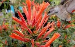 Uruguayan Firecracker Hummingbird Plant (Dicliptera Suberecta) - 3 Pack Of Quart Pots -Cheap Plants Store Hummingbird Plant Dicliptera Suberecta