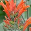Uruguayan Firecracker Hummingbird Plant (Dicliptera Suberecta) - 3 Pack Of Quart Pots -Cheap Plants Store Hummingbird Plant Dicliptera Suberecta 500x750 1