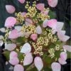 Pink Climbing Hydrangea - Schizophragma Hydrangeoides`Roseum' - 2 Gallon Pot -Cheap Plants Store Hydrangea Climbing Pink 12