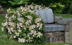 Pink Climbing Hydrangea - Schizophragma Hydrangeoides`Roseum' - 2 Gallon Pot -Cheap Plants Store Hydrangea Climbing Pink 14