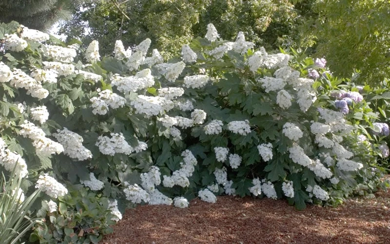 Oakleaf Hydrangea - 1 Gallon Pot 6 Oakleaf Hydrangea - 1 Gallon Pot - Image 4
