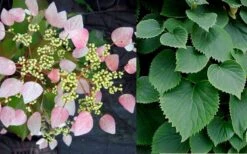 Pink Climbing Hydrangea - Schizophragma Hydrangeoides`Roseum' - 2 Gallon Pot -Cheap Plants Store Hydrangea Pink Climbing 1