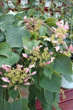 Pink Climbing Hydrangea - Schizophragma Hydrangeoides`Roseum' - 2 Gallon Pot -Cheap Plants Store Hydrangea Pink Climbing 1 500x750 1