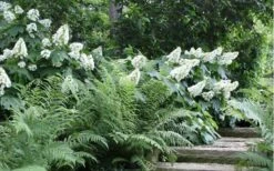 Oakleaf Hydrangea - 1 Gallon Pot 13 Oakleaf Hydrangea - 1 Gallon Pot -Cheap Plants Store Hydrangea Quercifolia Oakleaf 50