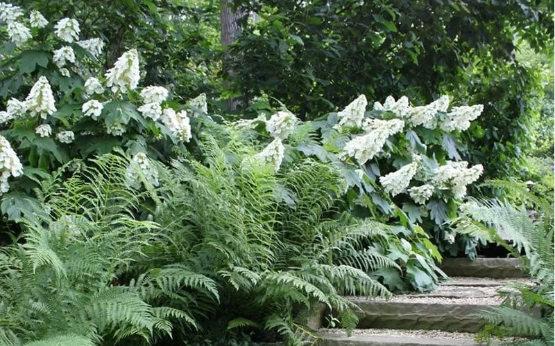 Oakleaf Hydrangea - 1 Gallon Pot 8 Oakleaf Hydrangea - 1 Gallon Pot - Image 6