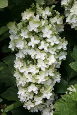 Snowflake Oakleaf Hydrangea - 1 Gallon Pot 20 Snowflake Oakleaf Hydrangea - 1 Gallon Pot -Cheap Plants Store Hydrangea Snowflake 10