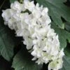 Snowflake Oakleaf Hydrangea - 1 Gallon Pot -Cheap Plants Store Hydrangea Snowflake 14