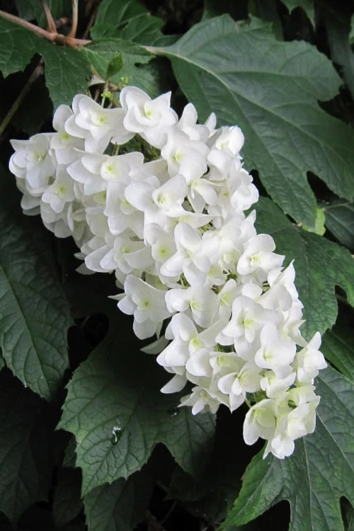 Snowflake Oakleaf Hydrangea - 1 Gallon Pot 3 Snowflake Oakleaf Hydrangea - 1 Gallon Pot
