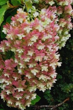 Snowflake Oakleaf Hydrangea - 1 Gallon Pot 17 Snowflake Oakleaf Hydrangea - 1 Gallon Pot -Cheap Plants Store Hydrangea Snowflake 16