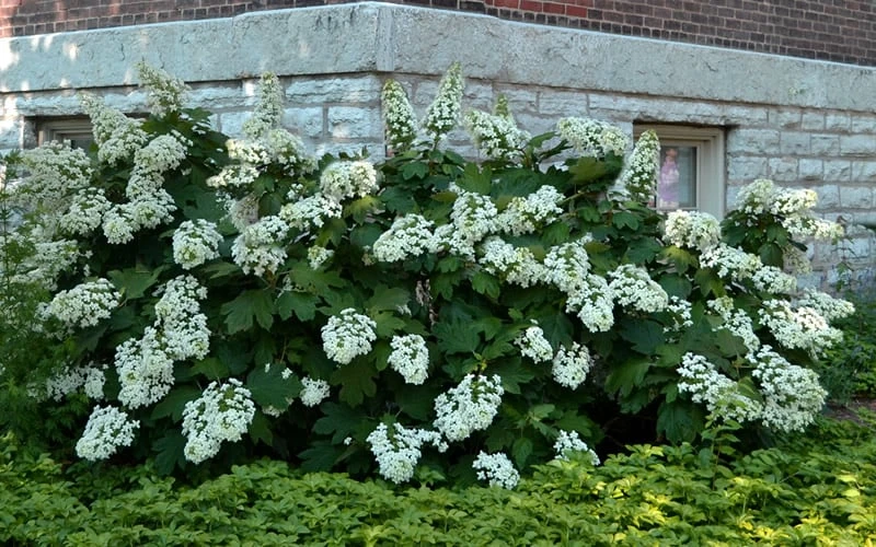 Snowflake Oakleaf Hydrangea - 1 Gallon Pot 10 Snowflake Oakleaf Hydrangea - 1 Gallon Pot - Image 8