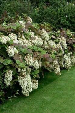 Snowflake Oakleaf Hydrangea - 1 Gallon Pot 18 Snowflake Oakleaf Hydrangea - 1 Gallon Pot -Cheap Plants Store Hydrangea Snowflake 8