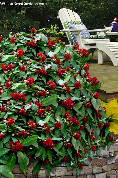 Miss Scarlett Florida Anise (Illicium) - 7 Gallon Pot 3 Miss Scarlett Florida Anise (Illicium) - 7 Gallon Pot