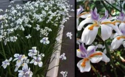 White African Iris - Fortnight Lily - Dietes Iridioides - 1 Gallon Pot -Cheap Plants Store Iris African White 3
