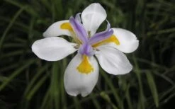 White African Iris - Fortnight Lily - Dietes Iridioides - 1 Gallon Pot -Cheap Plants Store Iris African White Flower