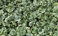 Anne Marie White Variegated Ivy (Hedera Helix) - 5 Pack Of Pint Pots -Cheap Plants Store Ivy Anne Marie